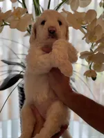 Mia , a female Goldendoodle for sale in Kissimmee, FL – Photo 5 of 5