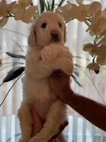 Mia , a female Goldendoodle for sale in Kissimmee, FL – Photo 3 of 5