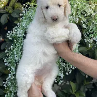 Mia , a female Goldendoodle for sale in Kissimmee, FL – Photo 6 of 6