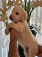 Mia , a female Goldendoodle for sale in Kissimmee, FL – Photo 1 of 5