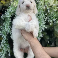 Mia , a female Goldendoodle for sale in Kissimmee, FL – Photo 1 of 6