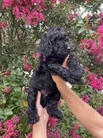Rocco, a male Goldendoodle for sale in Kissimmee, FL – 2 of 8