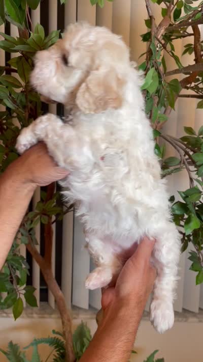 Daisy , a female Goldendoodle for sale in Kissimmee, FL – 7 of 7