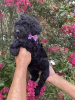 Rocco, a male Goldendoodle for sale in Kissimmee, FL – 3 of 8