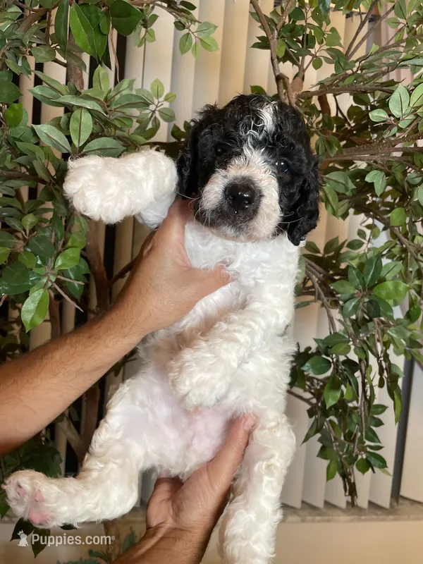 Bruno  – Goldendoodle puppy for sale in Kissimmee, FL