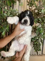 Bruno , a male Goldendoodle for sale in Kissimmee, FL – 1 of 6