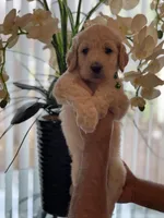 Brandy , a female Goldendoodle for sale in Kissimmee, FL – Photo 3 of 6