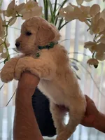 Brandy , a female Goldendoodle for sale in Kissimmee, FL – Photo 5 of 6