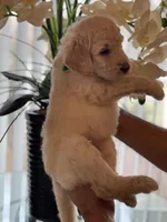 Brandy , a female Goldendoodle for sale in Kissimmee, FL – Photo 6 of 6