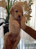 Brandy , a female Goldendoodle for sale in Kissimmee, FL – Photo 2 of 6