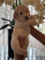 Brandy , a female Goldendoodle for sale in Kissimmee, FL – Photo 1 of 6