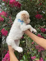 Charlie , a male Goldendoodle for sale in Kissimmee, FL – 3 of 7