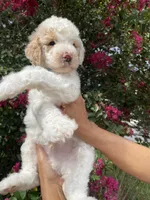 Charlie , a male Goldendoodle for sale in Kissimmee, FL – 5 of 7