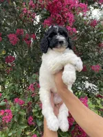 Buddy , a male Goldendoodle for sale in Kissimmee, FL – 4 of 8