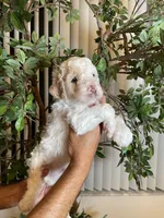 Charlie , a male Goldendoodle for sale in Kissimmee, FL – 2 of 8