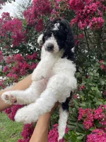 Rex, a male Goldendoodle for sale in Kissimmee, FL – 5 of 8