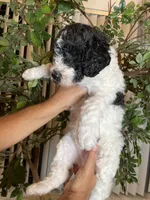 Bruno , a male Goldendoodle for sale in Kissimmee, FL – 5 of 6