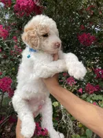 Charlie , a male Goldendoodle for sale in Kissimmee, FL – 4 of 7