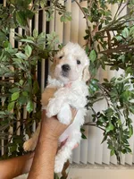 Daisy , a female Goldendoodle for sale in Kissimmee, FL – 3 of 7
