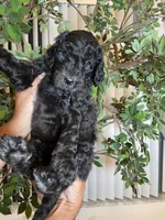 Samson , a male Goldendoodle for sale in Kissimmee, FL – 8 of 10