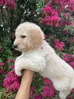 Lily, a female Goldendoodle for sale in Kissimmee, FL – 6 of 8
