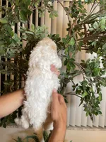 Charlie , a male Goldendoodle for sale in Kissimmee, FL – 6 of 8