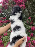 Rex, a male Goldendoodle for sale in Kissimmee, FL – 3 of 8