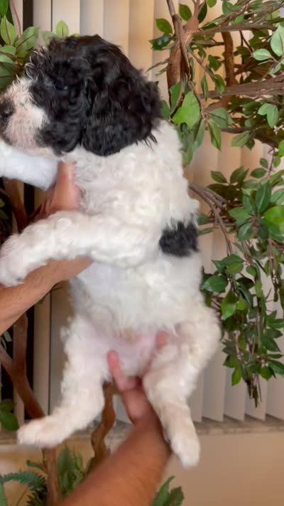 Bruno , a male Goldendoodle for sale in Kissimmee, FL – 6 of 6