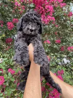 Bear, a male Goldendoodle for sale in Kissimmee, FL – 3 of 7