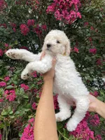 Daisy , a female Goldendoodle for sale in Kissimmee, FL – 4 of 10