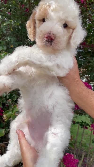 Charlie , a male Goldendoodle for sale in Kissimmee, FL – 7 of 7