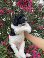 Oliver , a male Goldendoodle for sale in Kissimmee, FL – 7 of 9