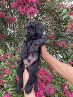 Sam, a male Goldendoodle for sale in Kissimmee, FL – 5 of 10
