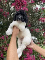 Oliver , a male Goldendoodle for sale in Kissimmee, FL – 3 of 9