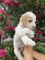 Charlie , a male Goldendoodle for sale in Kissimmee, FL – 2 of 7
