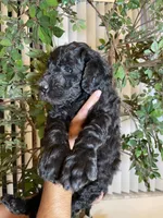 Samson , a male Goldendoodle for sale in Kissimmee, FL – 7 of 10