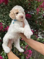 Charlie , a male Goldendoodle for sale in Kissimmee, FL – 6 of 7
