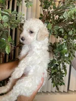 Daisy , a female Goldendoodle for sale in Kissimmee, FL – 6 of 7