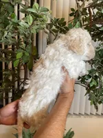 Daisy , a female Goldendoodle for sale in Kissimmee, FL – 2 of 7