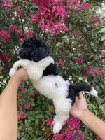 Oliver , a male Goldendoodle for sale in Kissimmee, FL – 4 of 9