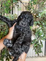 Samson , a male Goldendoodle for sale in Kissimmee, FL – 2 of 10
