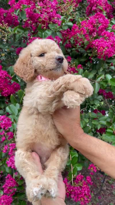 Sofie, a female Goldendoodle for sale in Kissimmee, FL – 8 of 8