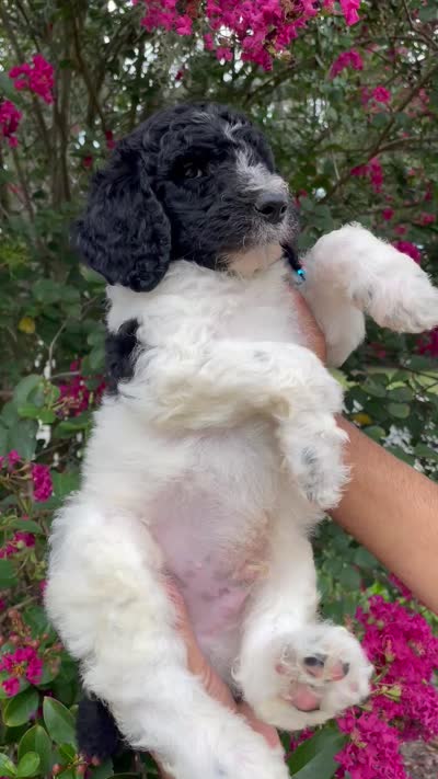 Max, a male Goldendoodle for sale in Kissimmee, FL – 6 of 6