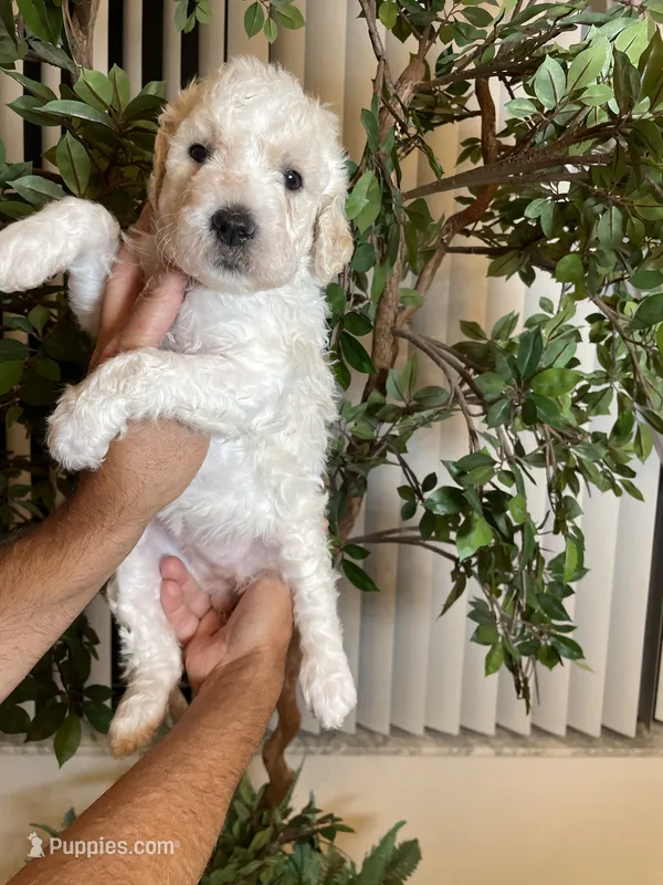 Daisy  – Goldendoodle puppy for sale in Kissimmee, FL