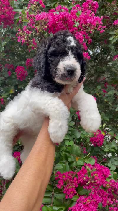 Rex, a male Goldendoodle for sale in Kissimmee, FL – 8 of 8