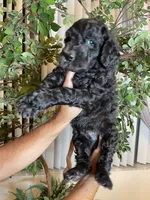 Samson , a male Goldendoodle for sale in Kissimmee, FL – 9 of 10