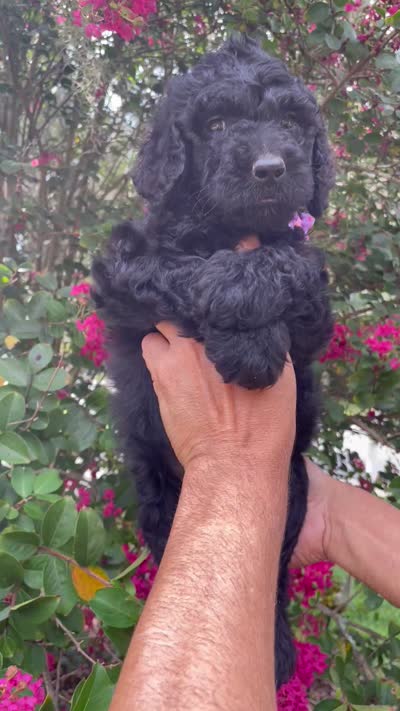 Rocco, a male Goldendoodle for sale in Kissimmee, FL – 8 of 8