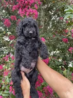Sam, a male Goldendoodle for sale in Kissimmee, FL – 9 of 10