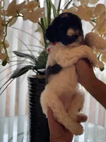 Mandy, a female Goldendoodle for sale in Kissimmee, FL – Photo 6 of 6