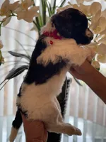 Mandy, a female Goldendoodle for sale in Kissimmee, FL – Photo 3 of 6